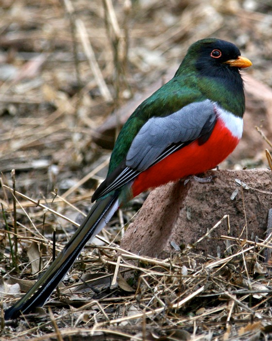 Elegant Trogon 001