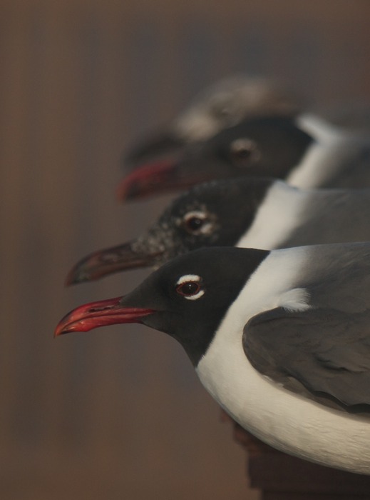 Laughing Gull 001