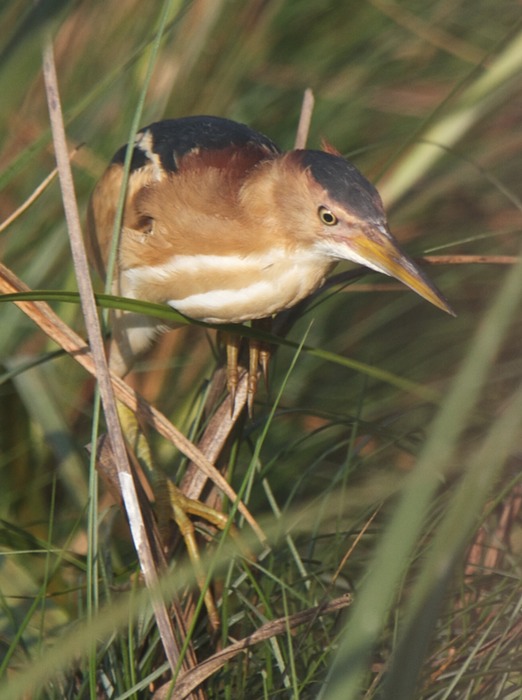 Least Bittern 001