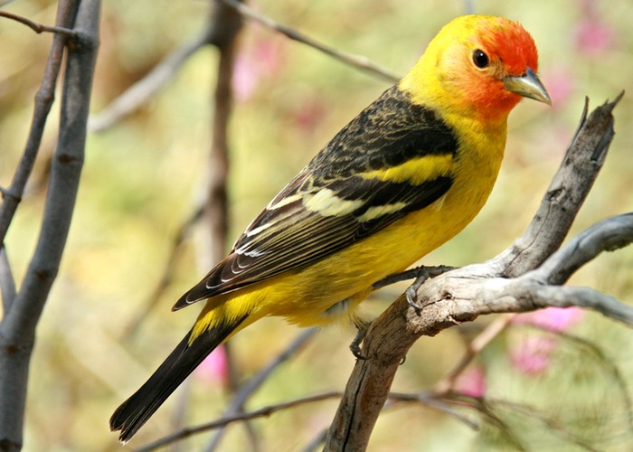 Western Tanager 001