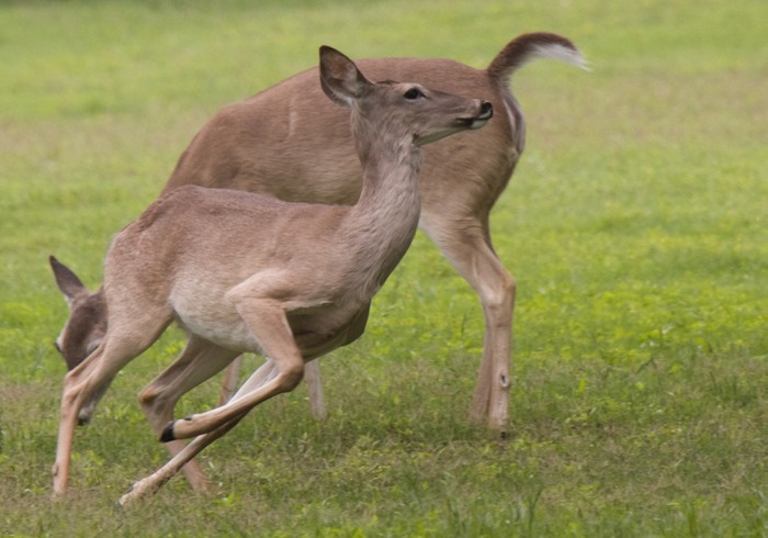 White Tailed Deer 001