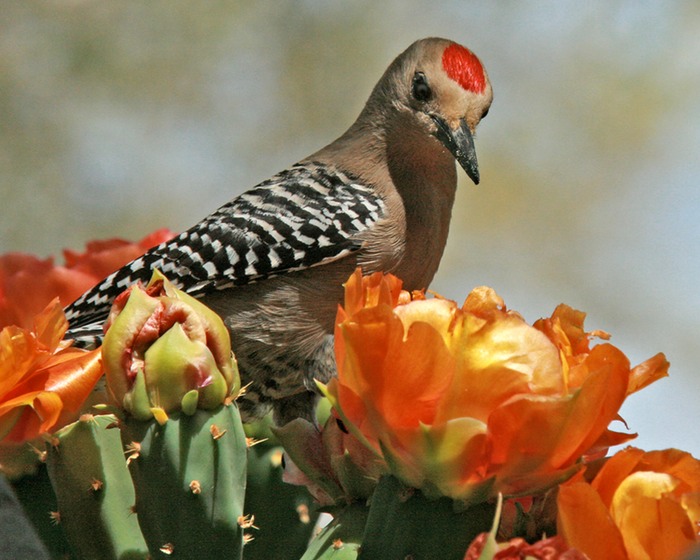 Gila Woodpecker 001