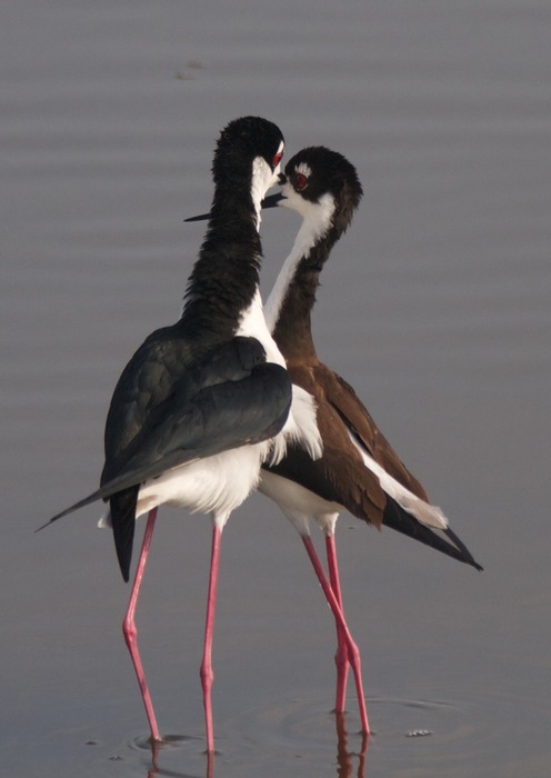 Black necked Stilt 001