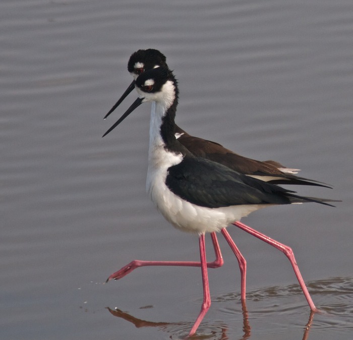 Black necked Stilt 002