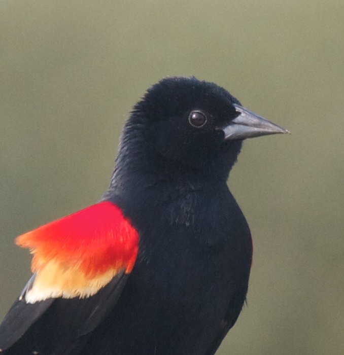 Red Winged Blackbird 001