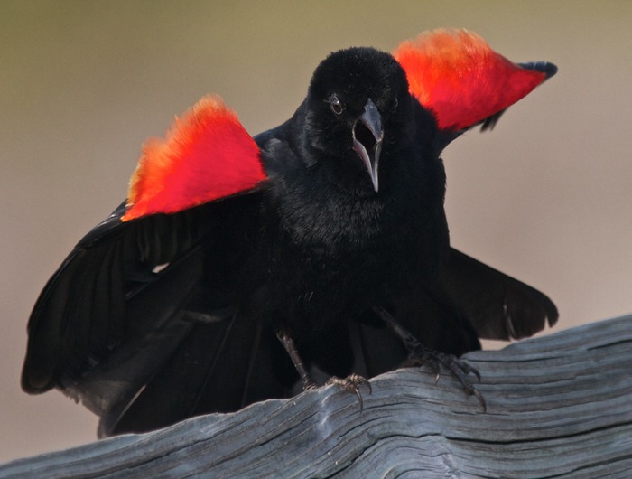 Red Winged Blackbird 002