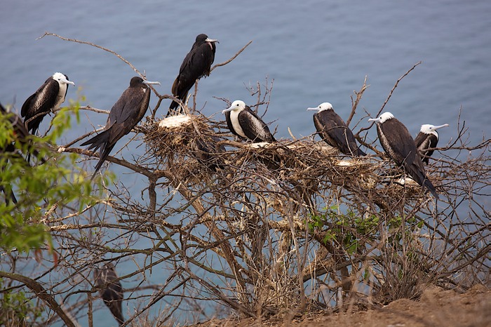 Isla de La Plata  001