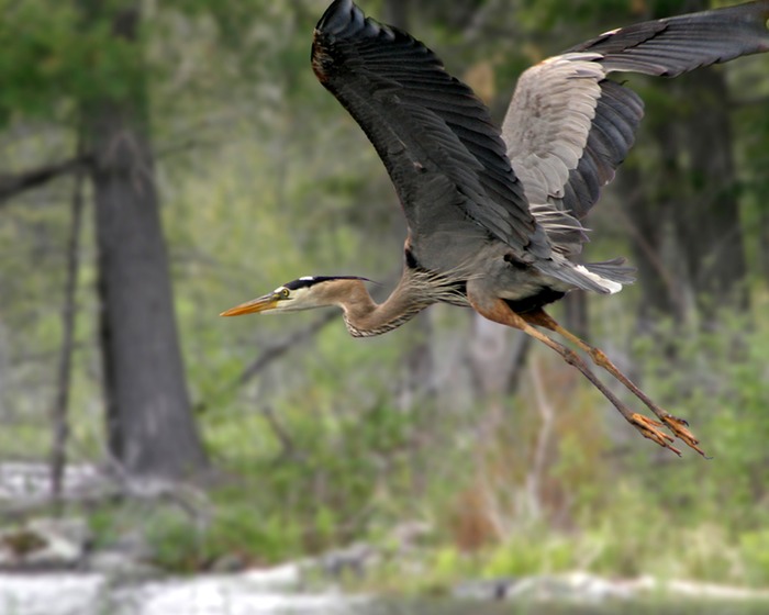 Great Blue Heron 009