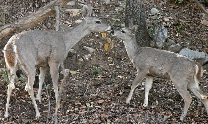 White Tailed Deer 004