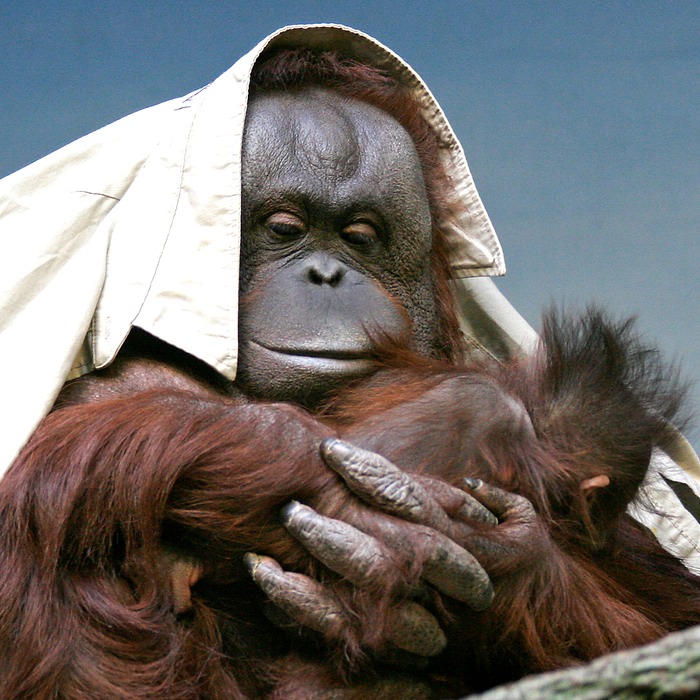 Orangutan 002