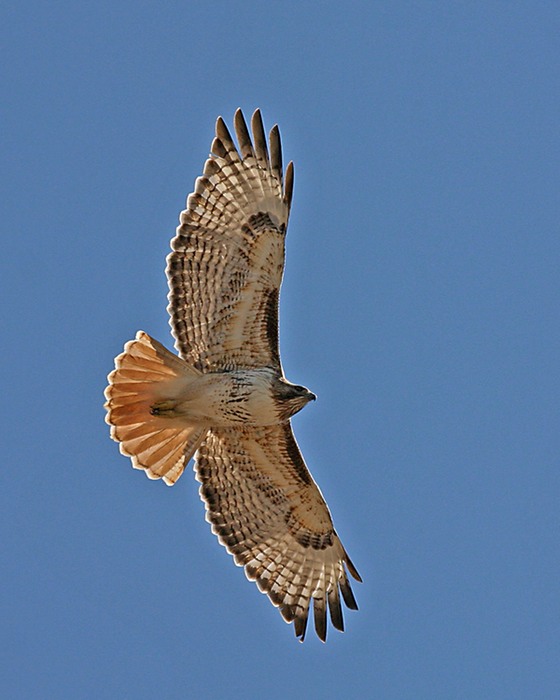 Red Tail Hawk 001