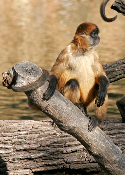 Spider Monkey 003