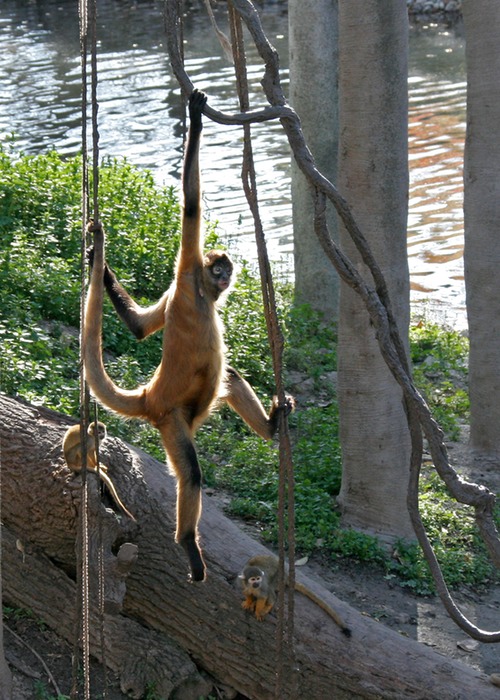 Spider Monkey 001