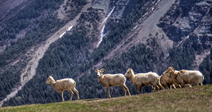 Waterton Lakes  003