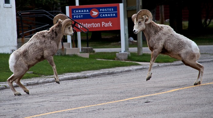 Waterton Lakes  009