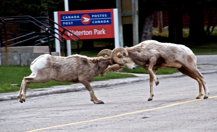 Waterton Lakes  010